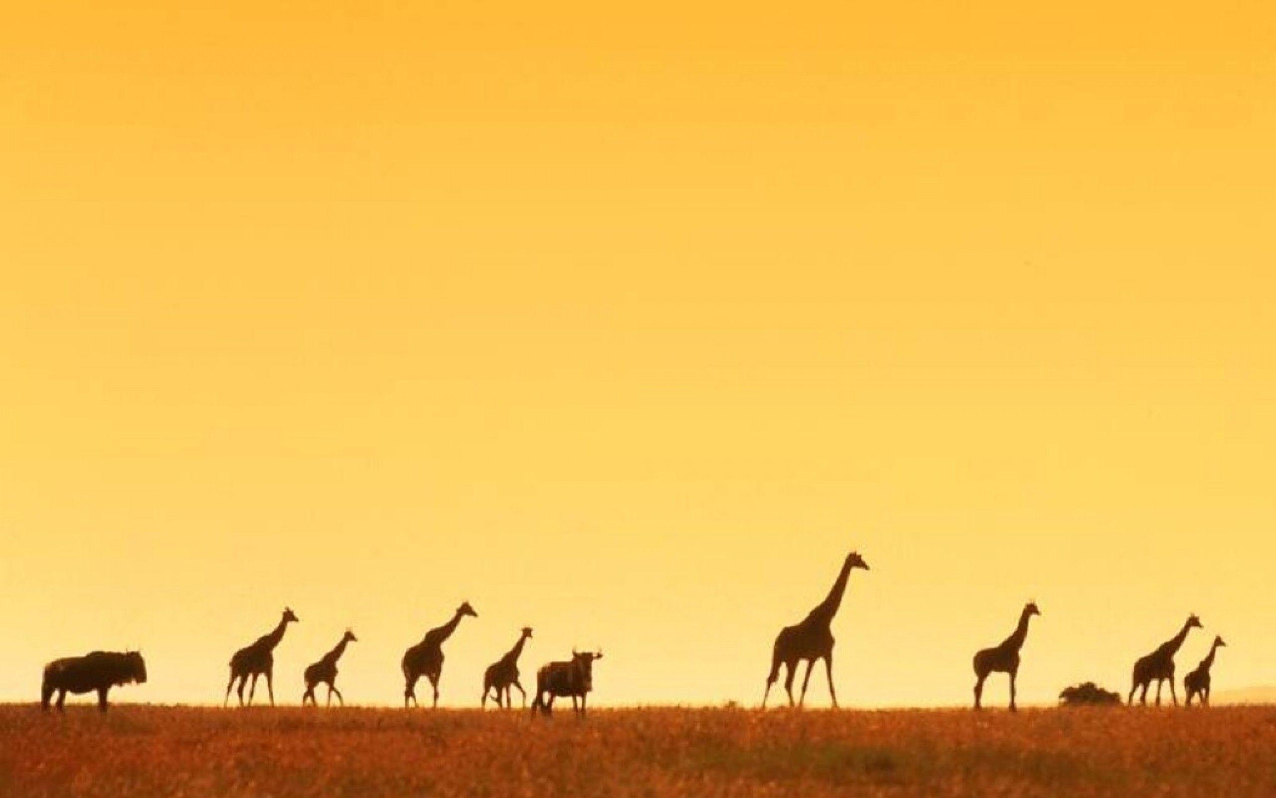 Africa Wallpapers