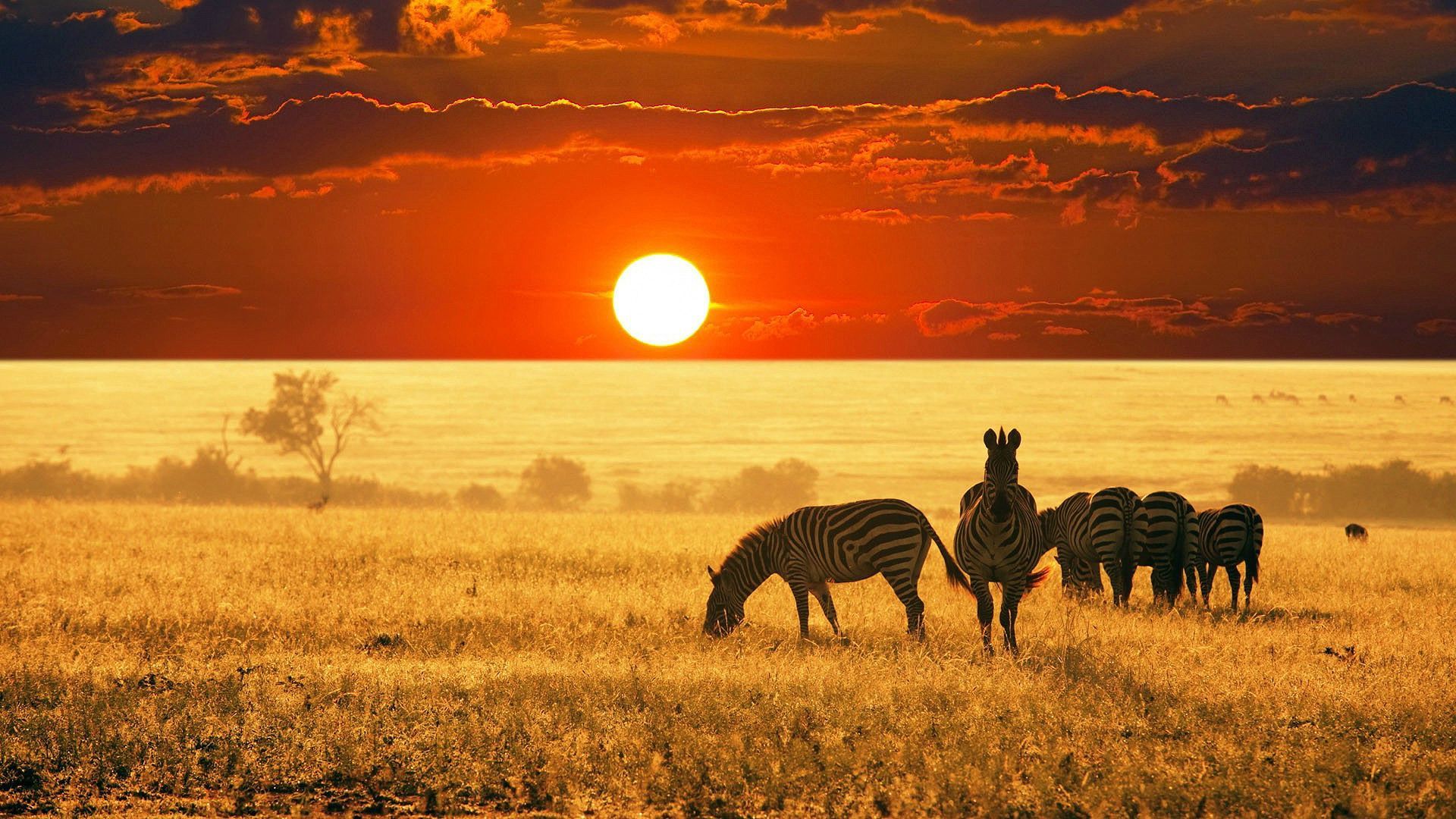 Africa 4K Wallpapers - Los mejores fondos gratis de Africa 4K - WallpaperAccess