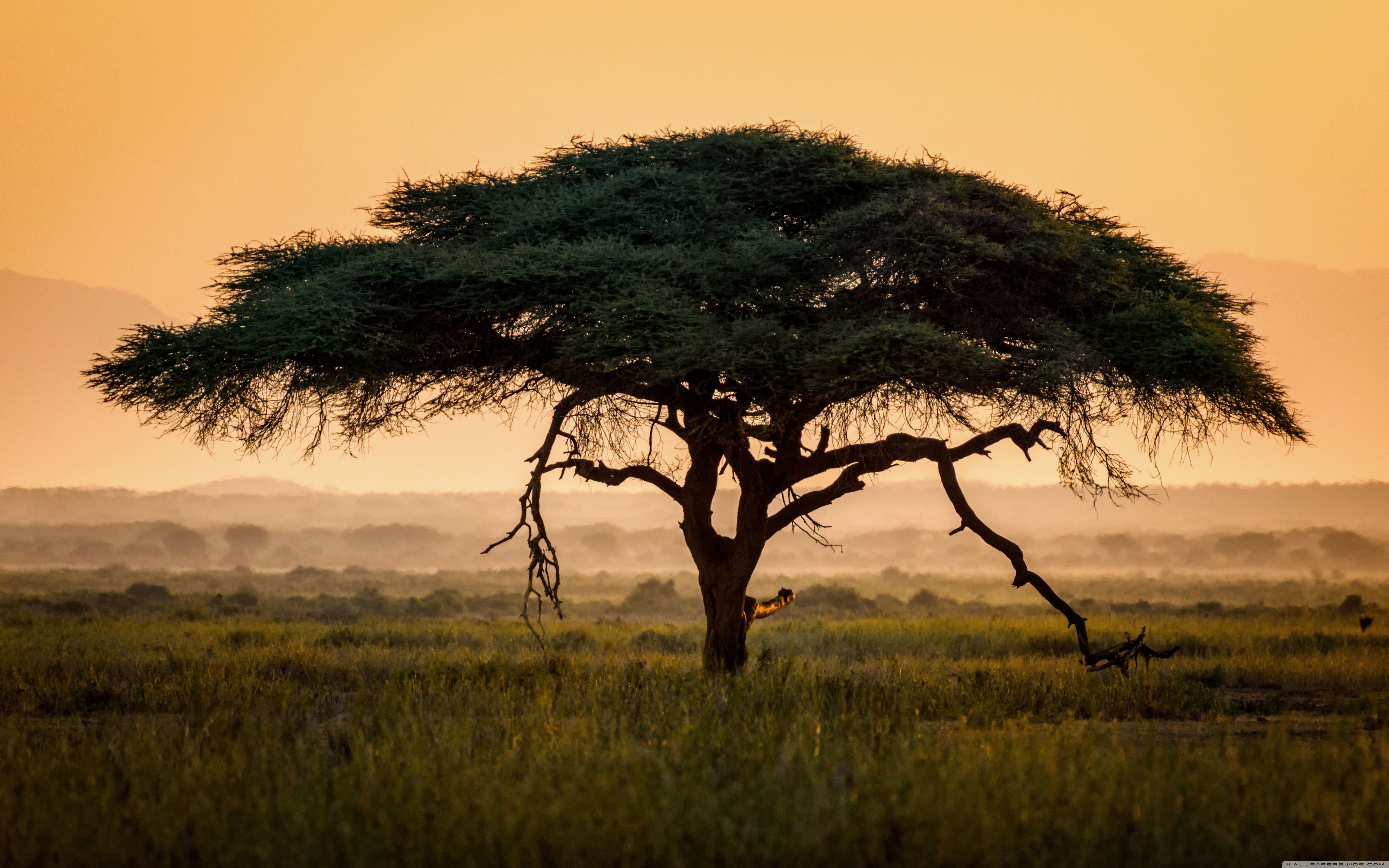 Africa Wallpapers - Los mejores fondos gratis de Africa - WallpaperAccess