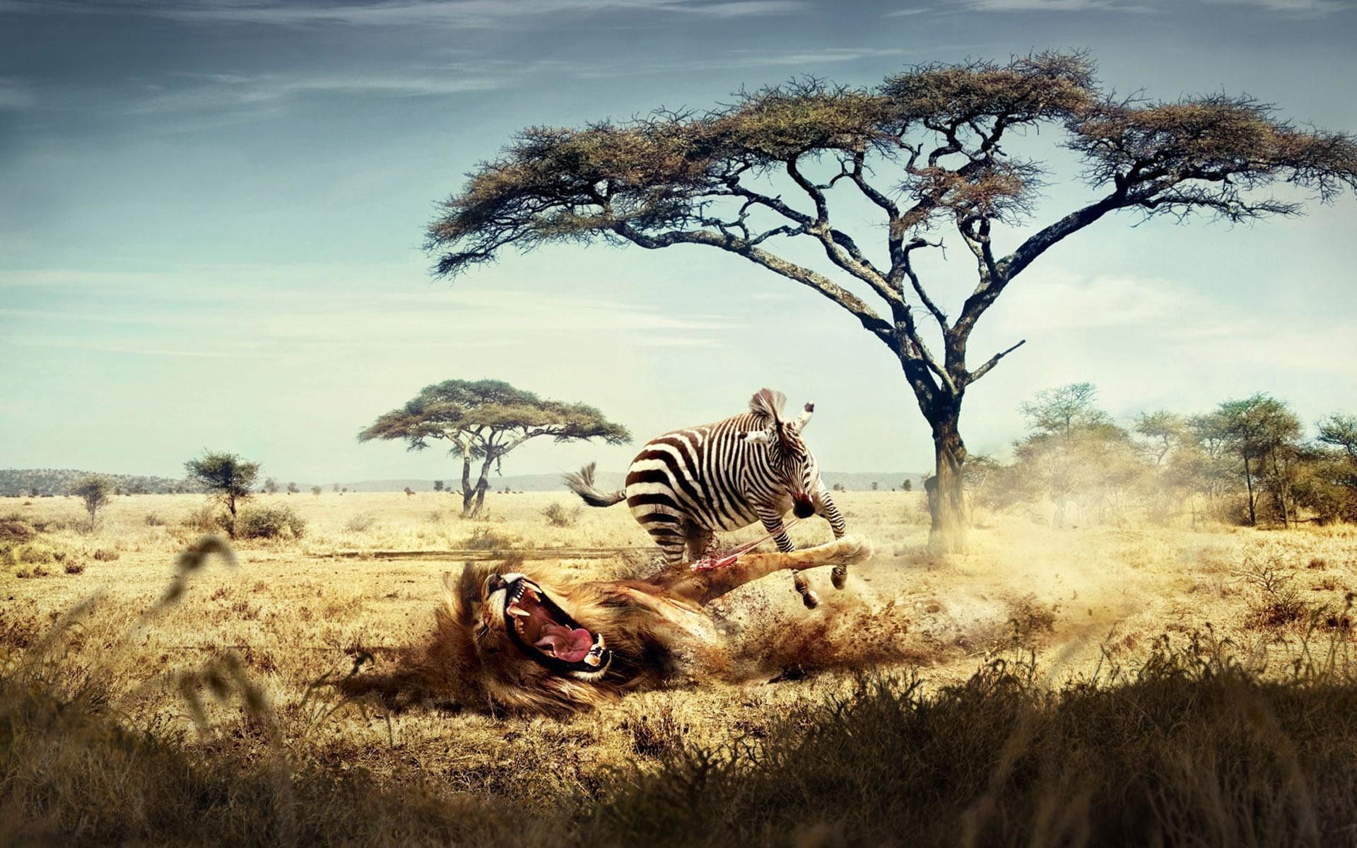Fondo de pantalla tribal africano (más de 43 imágenes)