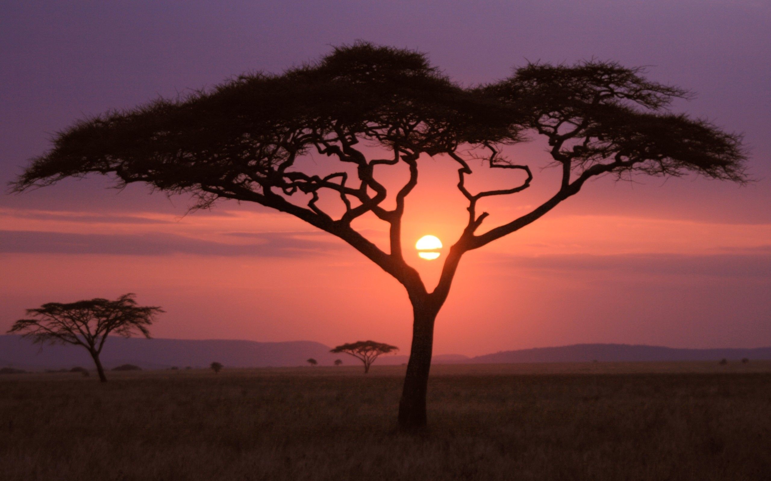 Puesta de sol en África Fondo de pantalla 2k Quad HD ID: 2051