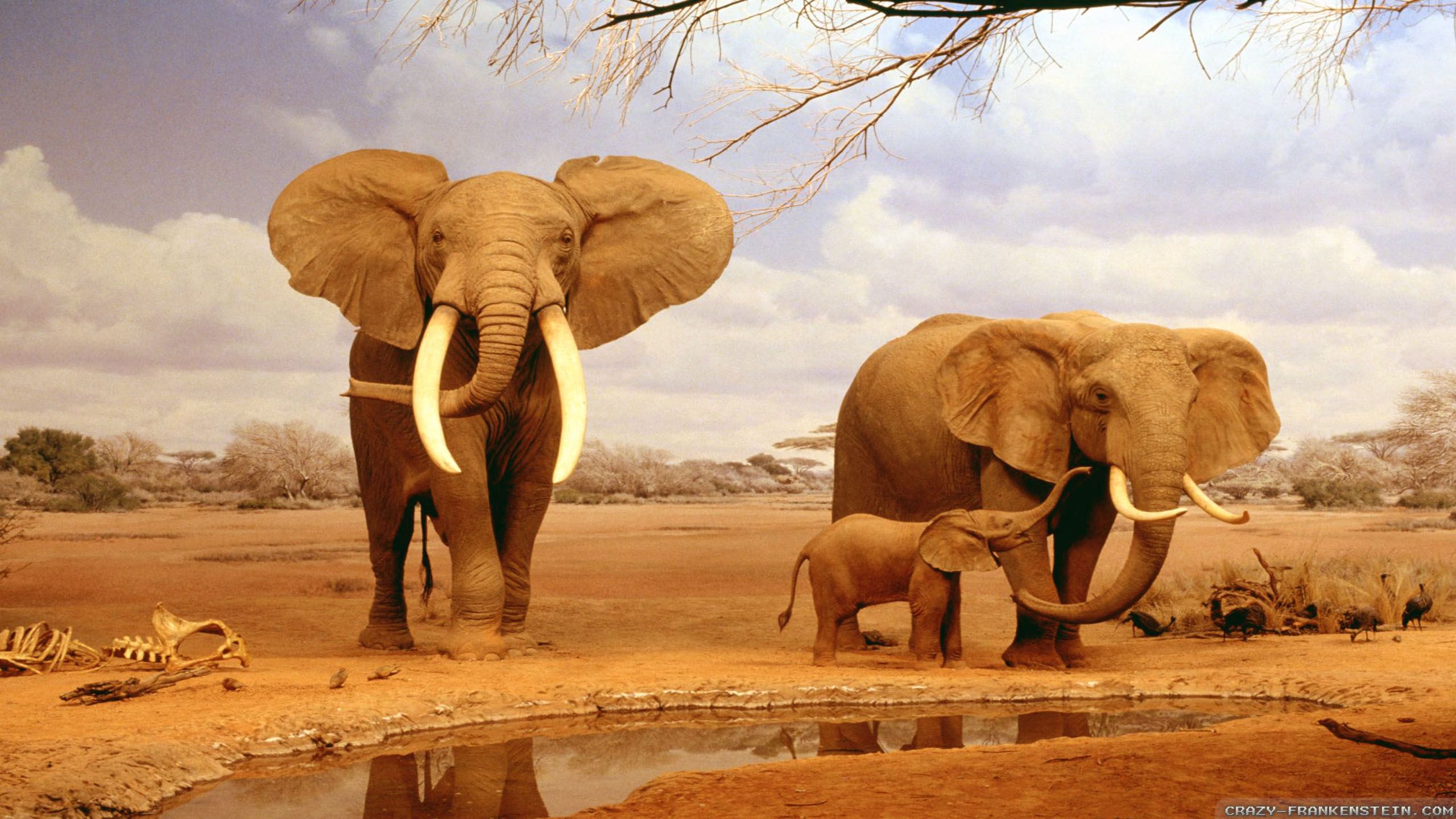 HD Africa Wallpapers para escritorio y móvil 2560x1440