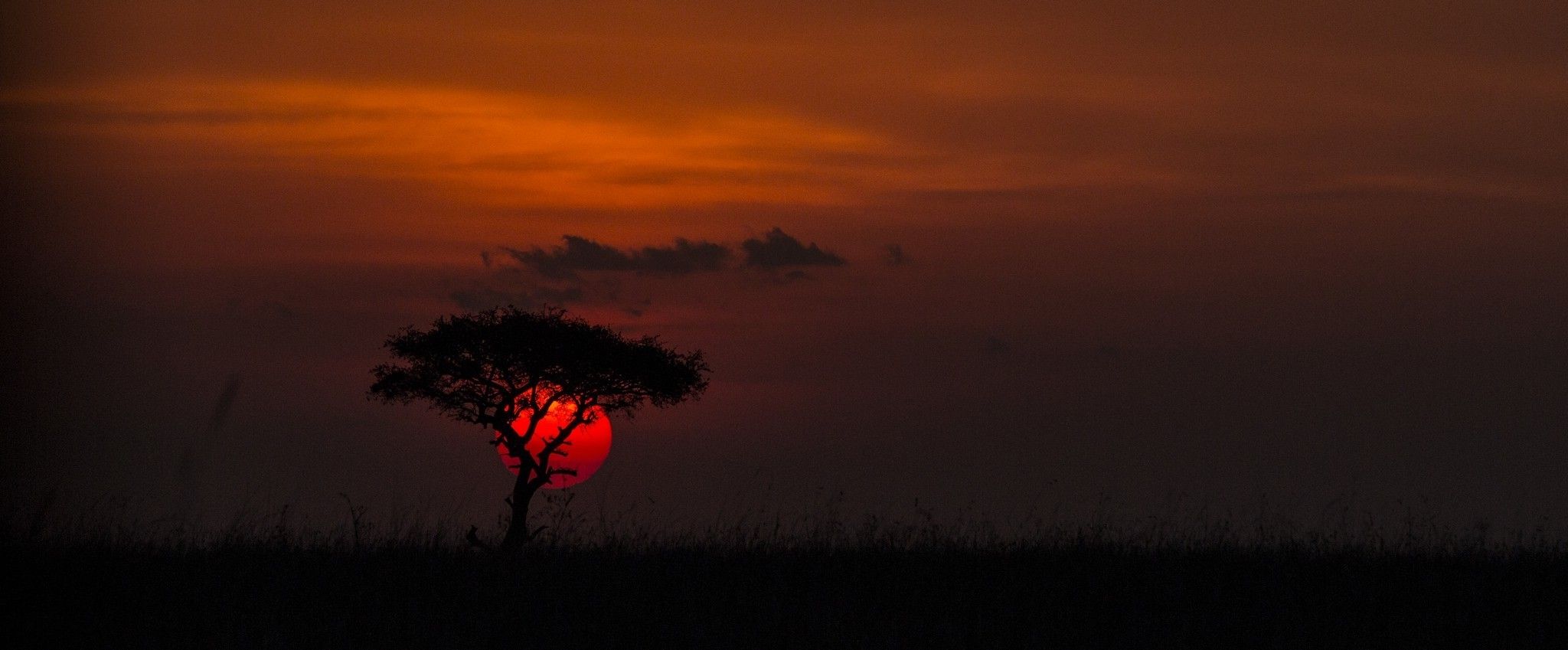 2911498 fotografía de naturaleza paisaje puesta de sol árboles nubes hierba roja
