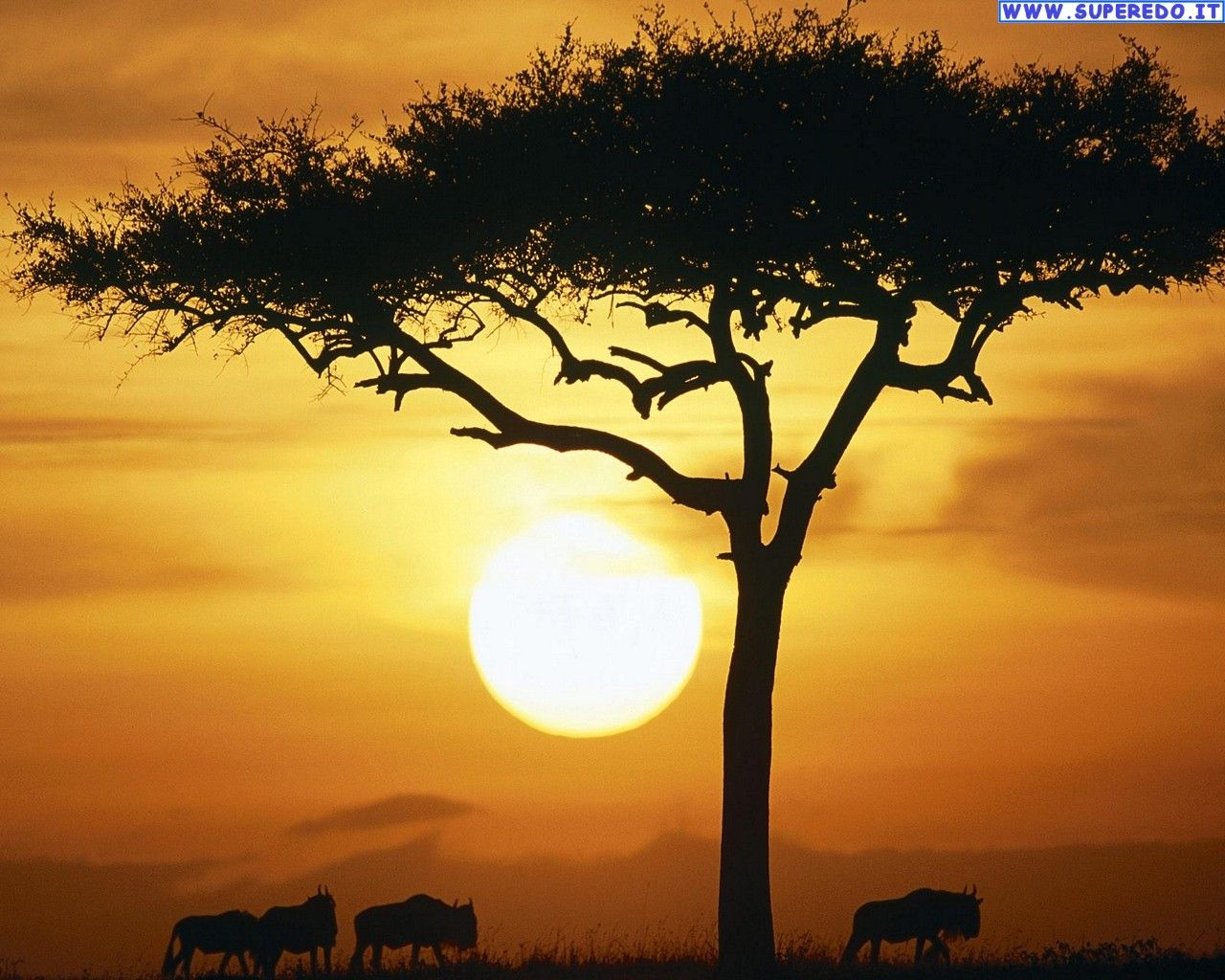 Fondos de África • 64 Fondos de pantalla HD