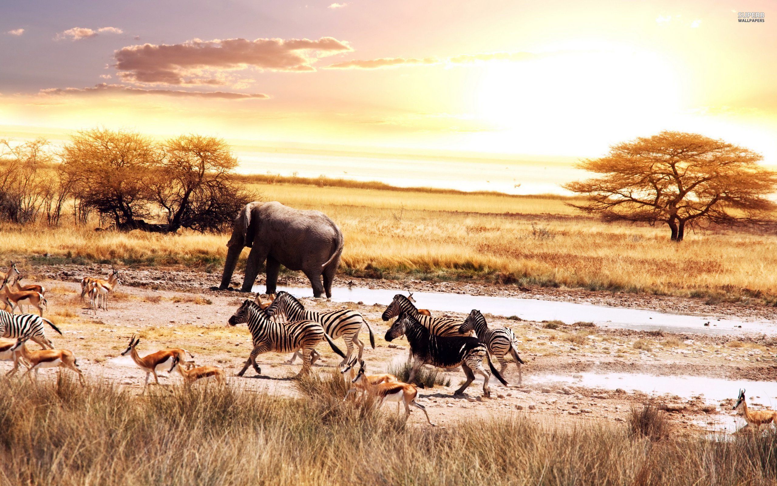 Wild Africa Wallpapers (46+) Fondos de Escritorio