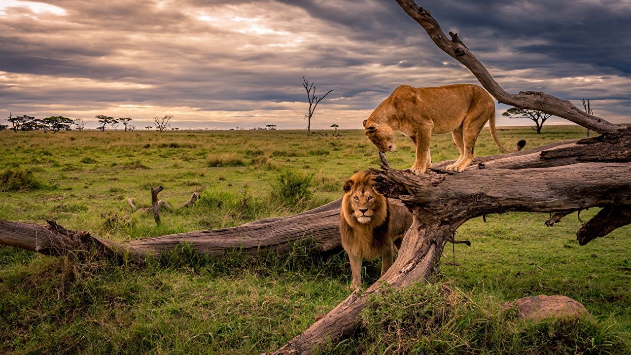 Fondo de pantalla Leones Leona África Naturaleza Tronco árbol Hierba animal