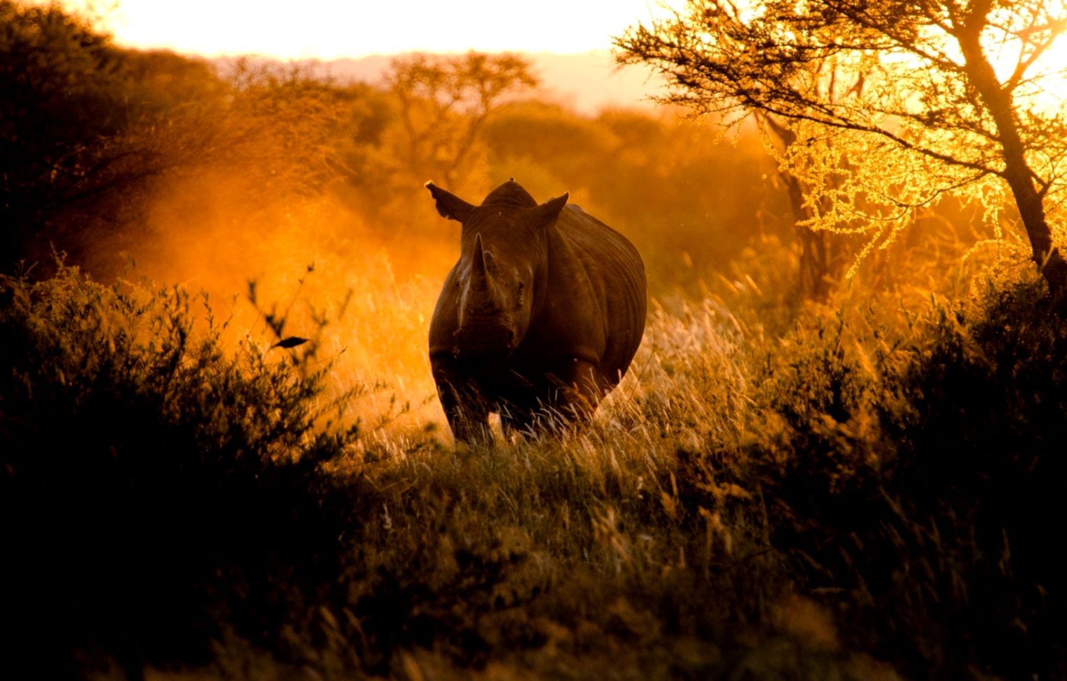 Antelopes Nature Africa Hd Wallpaper | HD Wallpapers