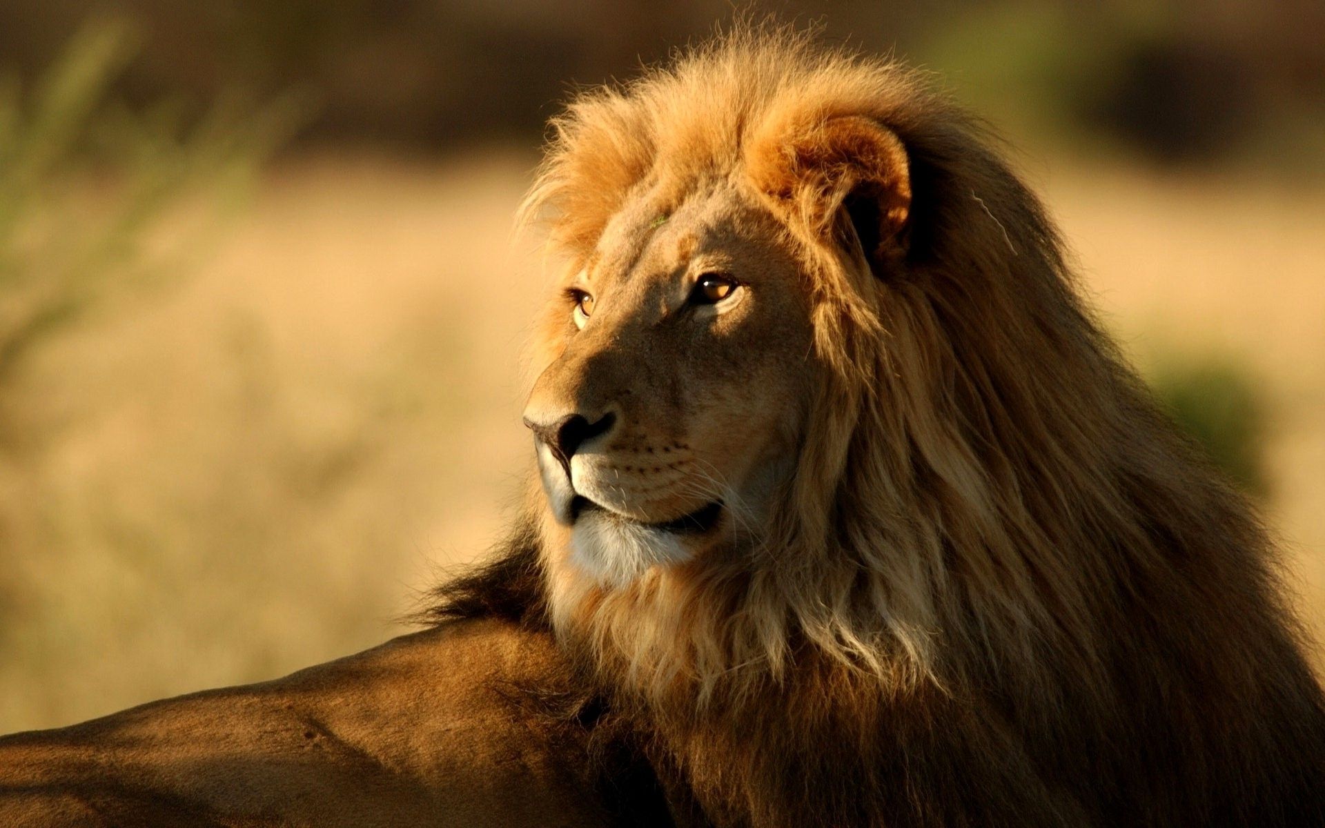 Africa Background Wallpapers 13400 - Baltana
