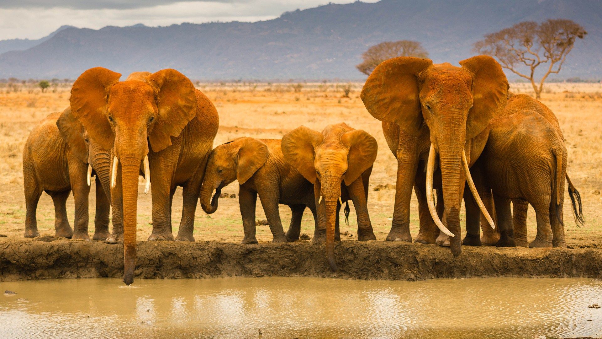 Africa wallpaper hd 8 - Fondos de pantalla HD gratis