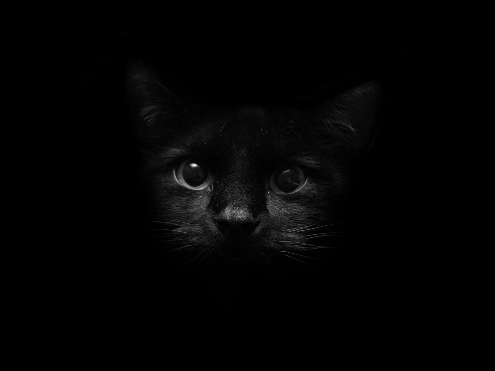 Fondo de pantalla de  1600x1200