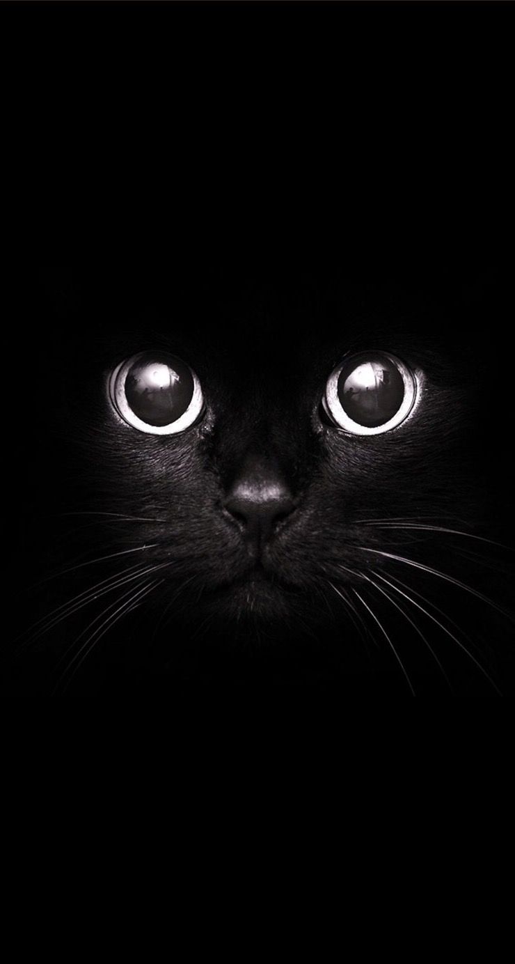 Fondo de pantalla de  740x1384