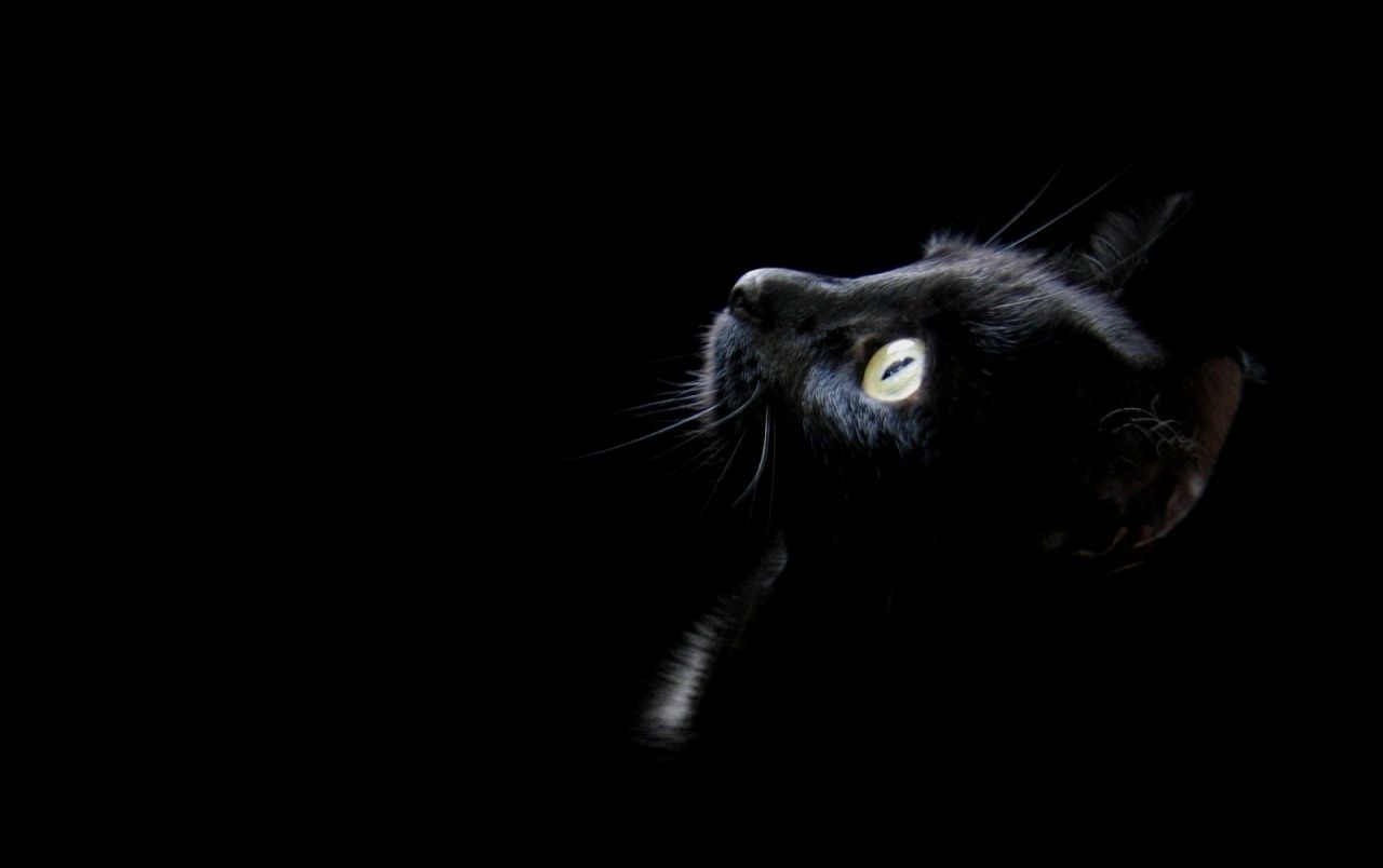 Fondo de pantalla de  1280x804