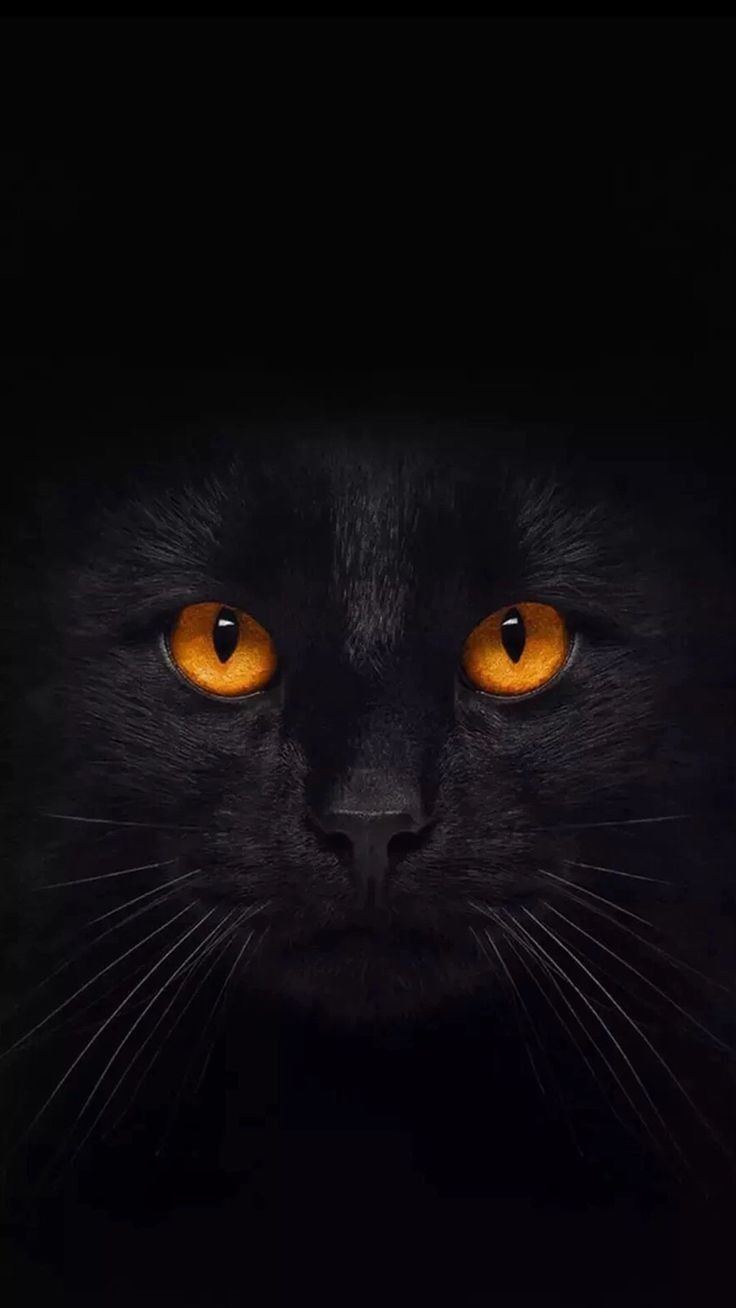 Fondo de pantalla de  736x1308