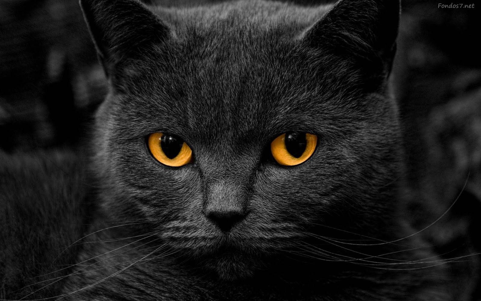 Fondo de pantalla de  1600x1000