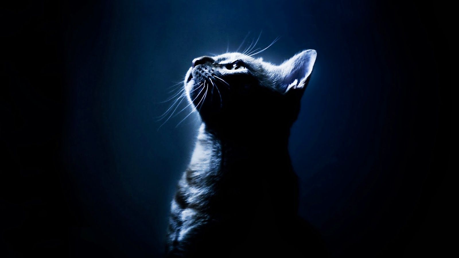 Fondo de pantalla de  1600x900