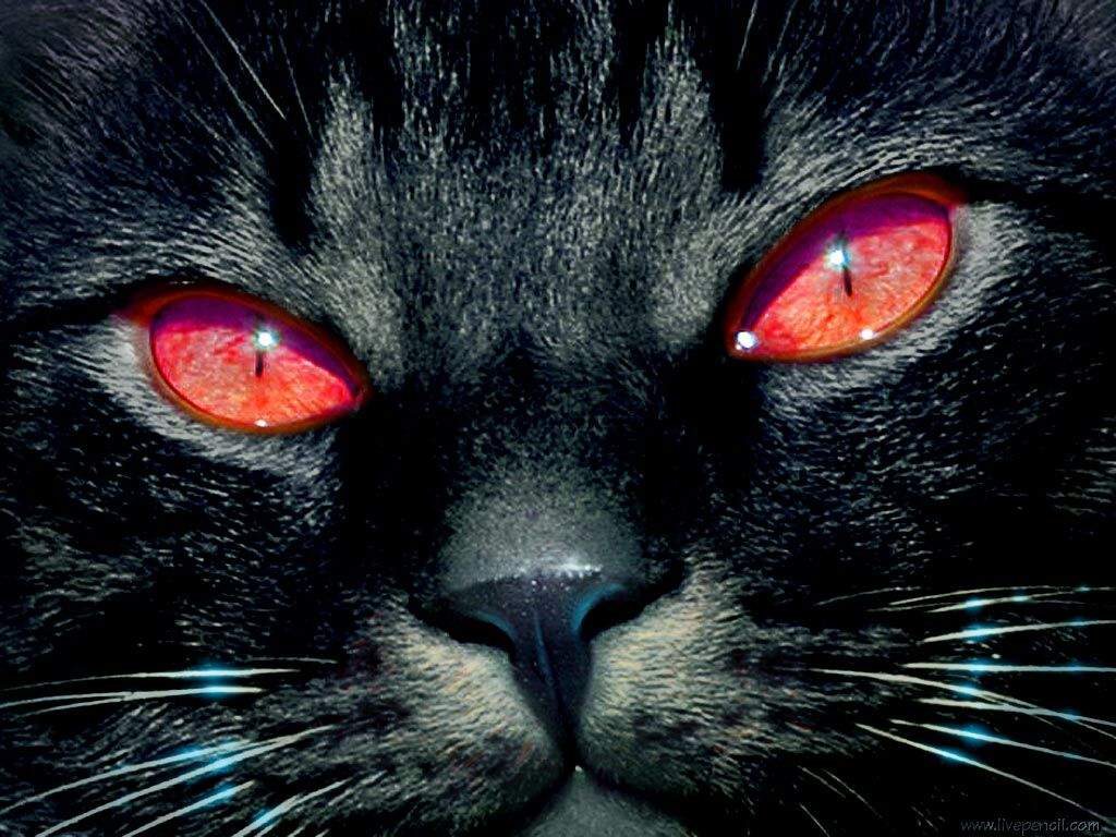 Fondo de pantalla de  1024x768