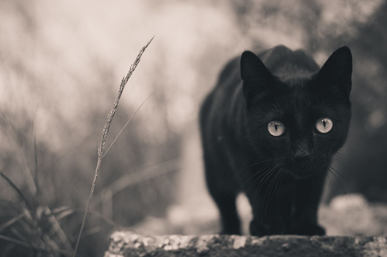 Fondo de pantalla de  1280x850