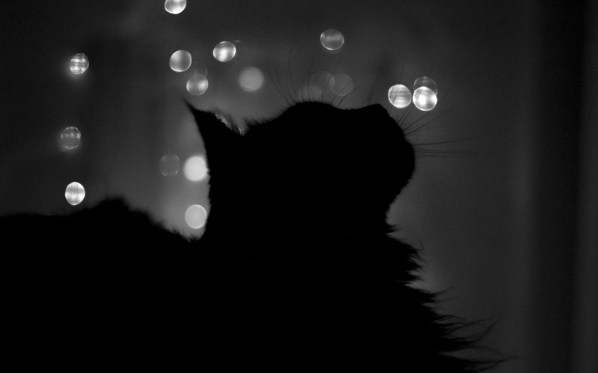 Fondo de pantalla de  1920x1200