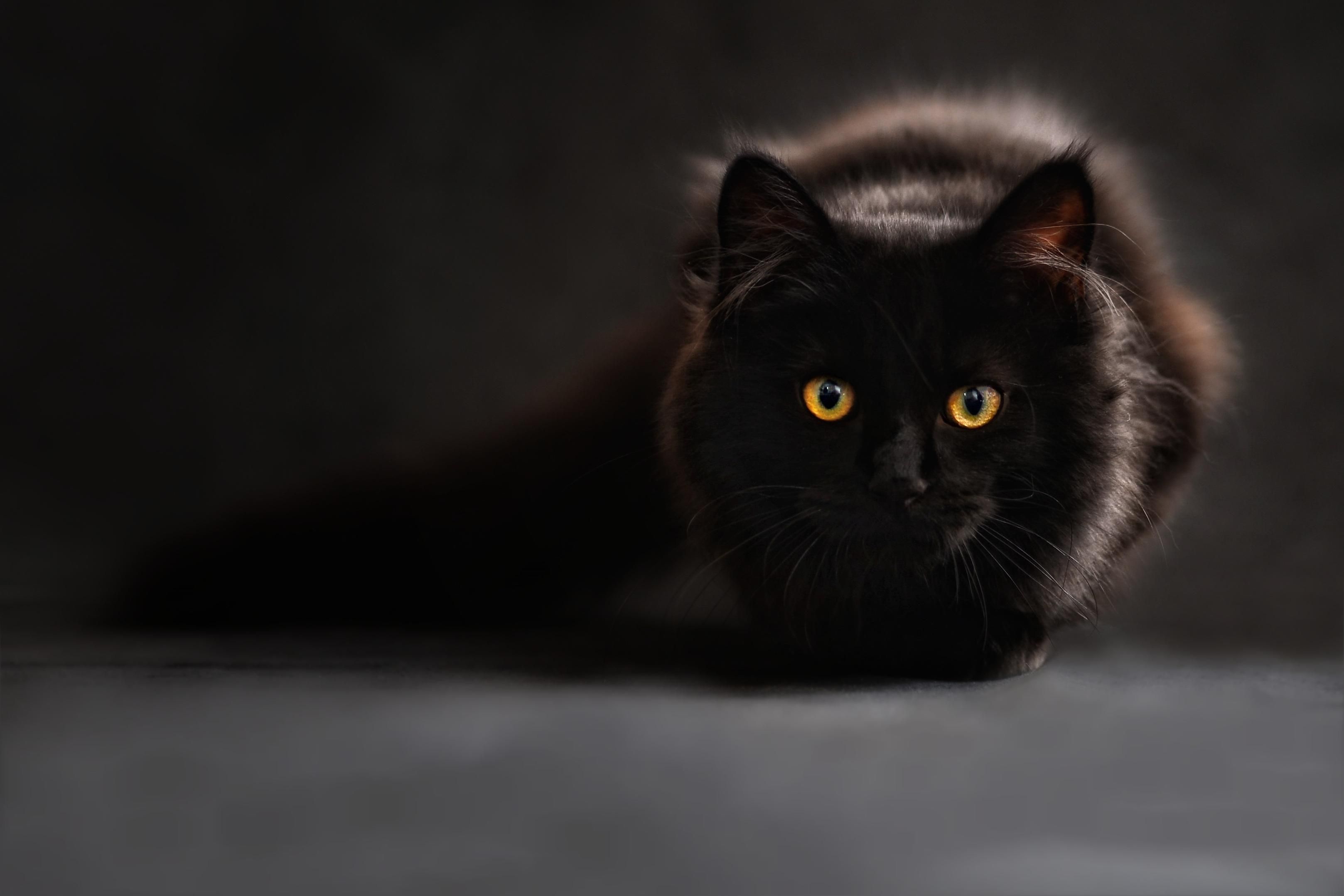 Fondo de pantalla de  3235x2157