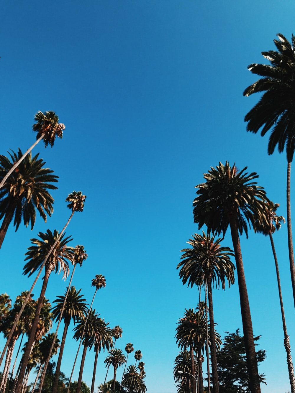 Fondo de pantalla de  1000x1333