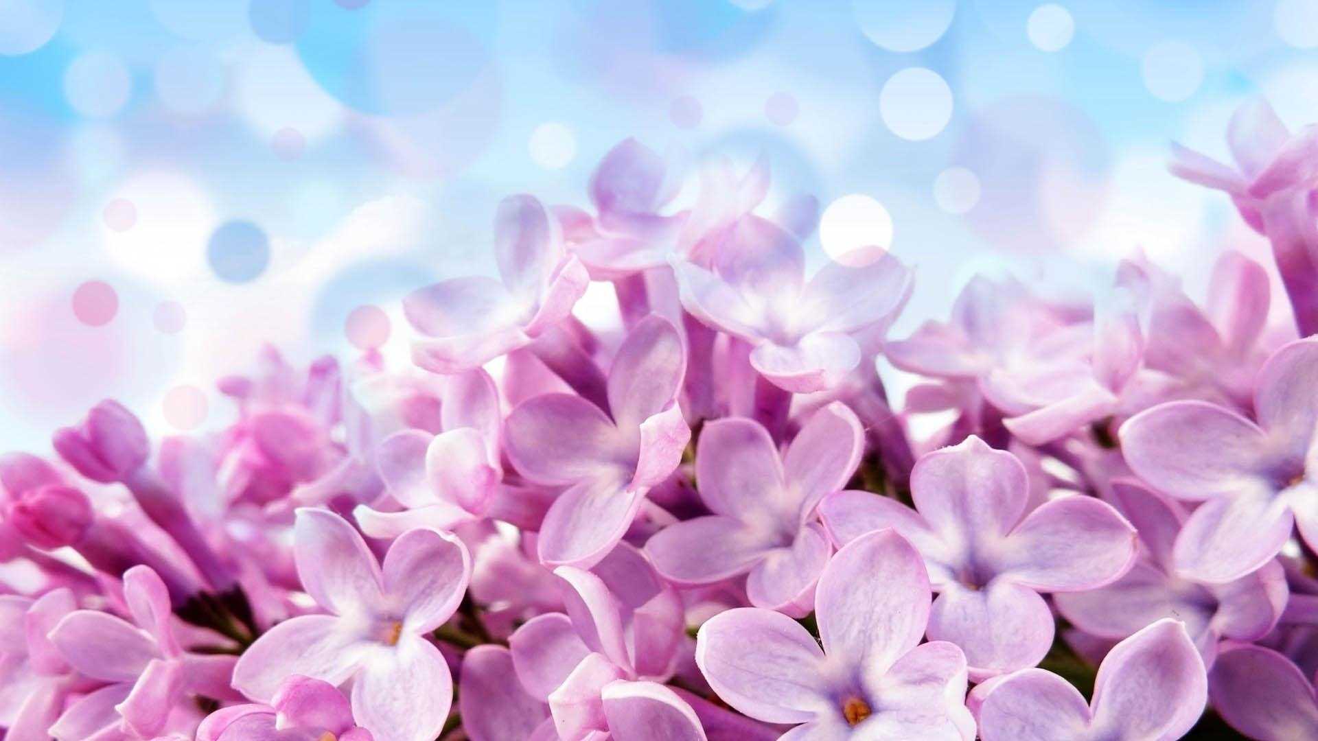 Fondo de pantalla   1920x1080