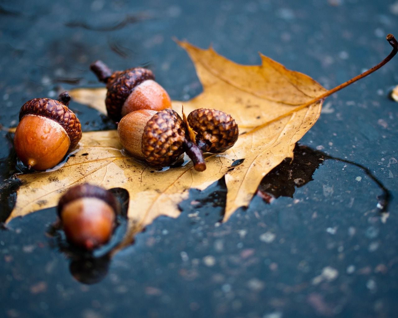 Fondo de pantalla de  1280x1024