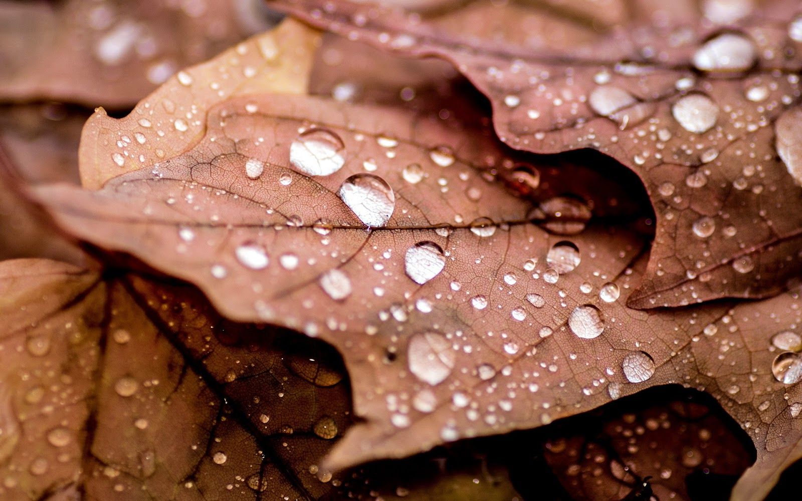 Fondo de pantalla de  1600x1000