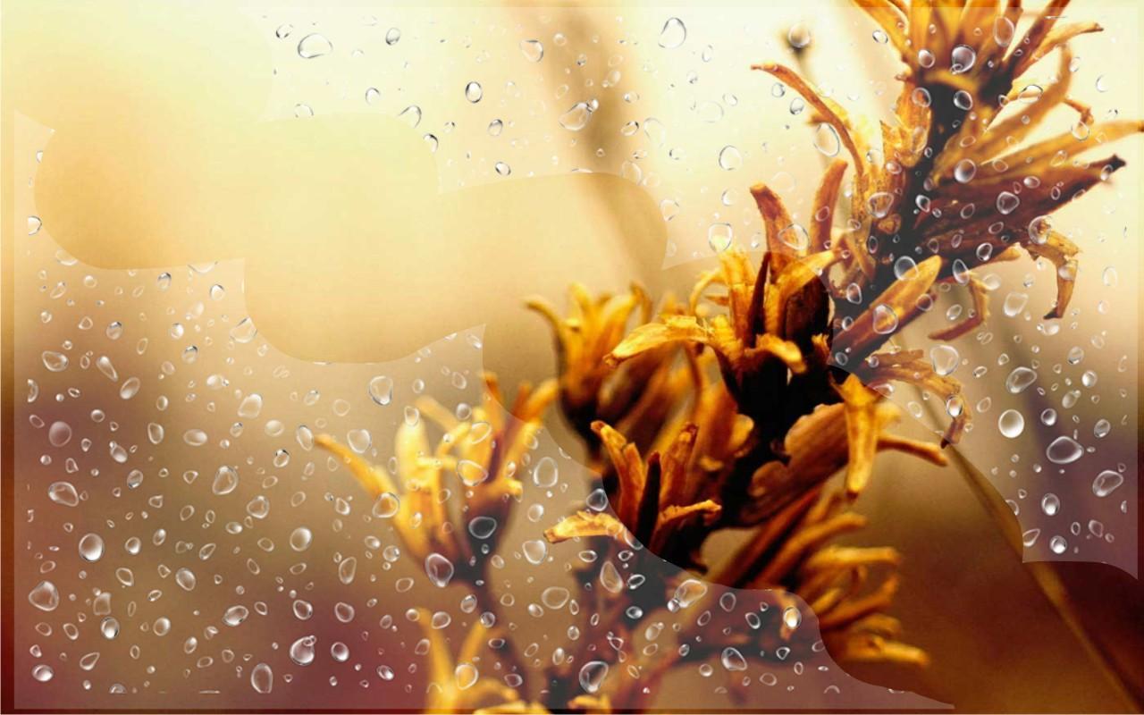 Fondo de pantalla de  1280x800