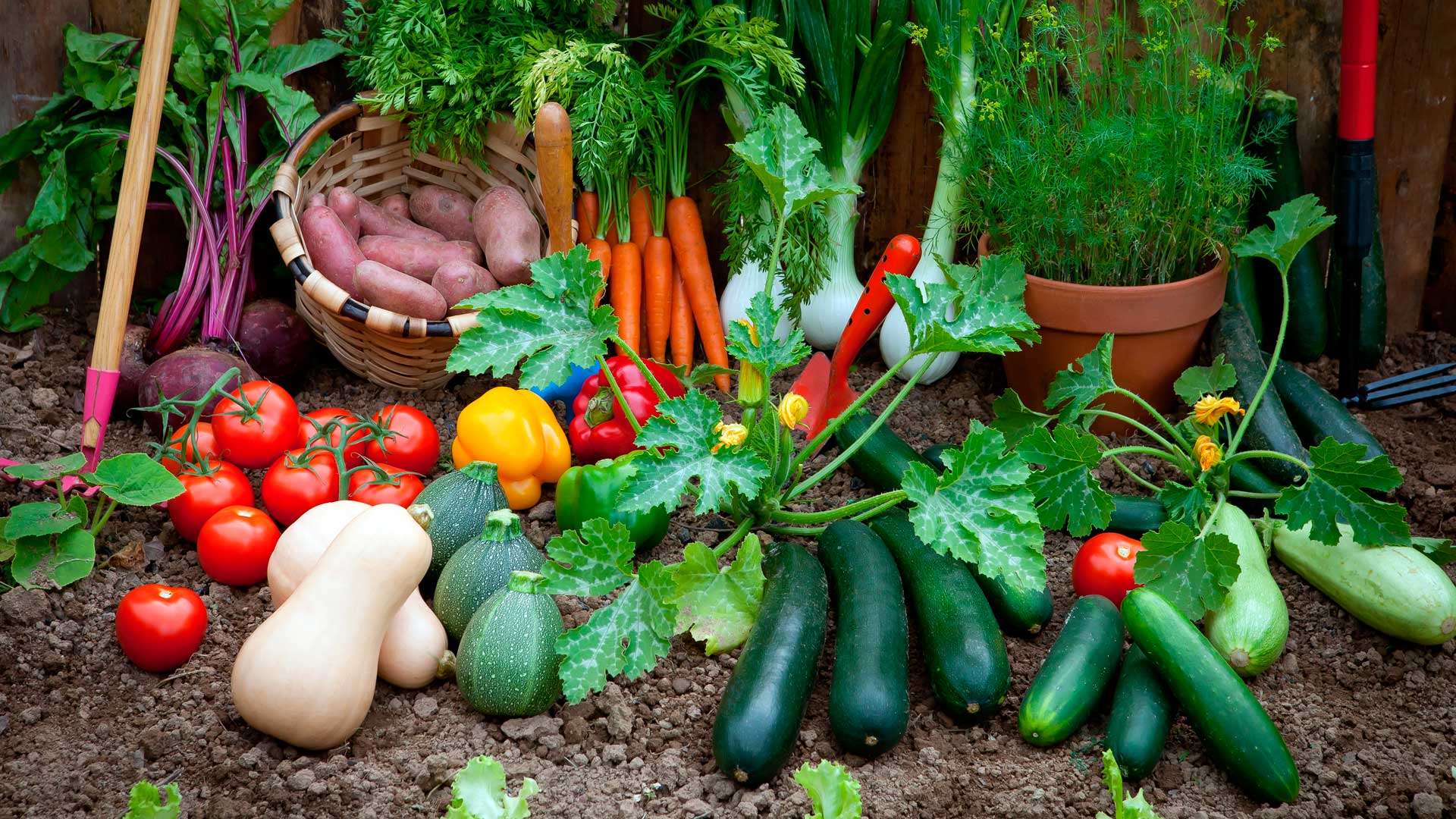 Fondo de pantalla de  1920x1080