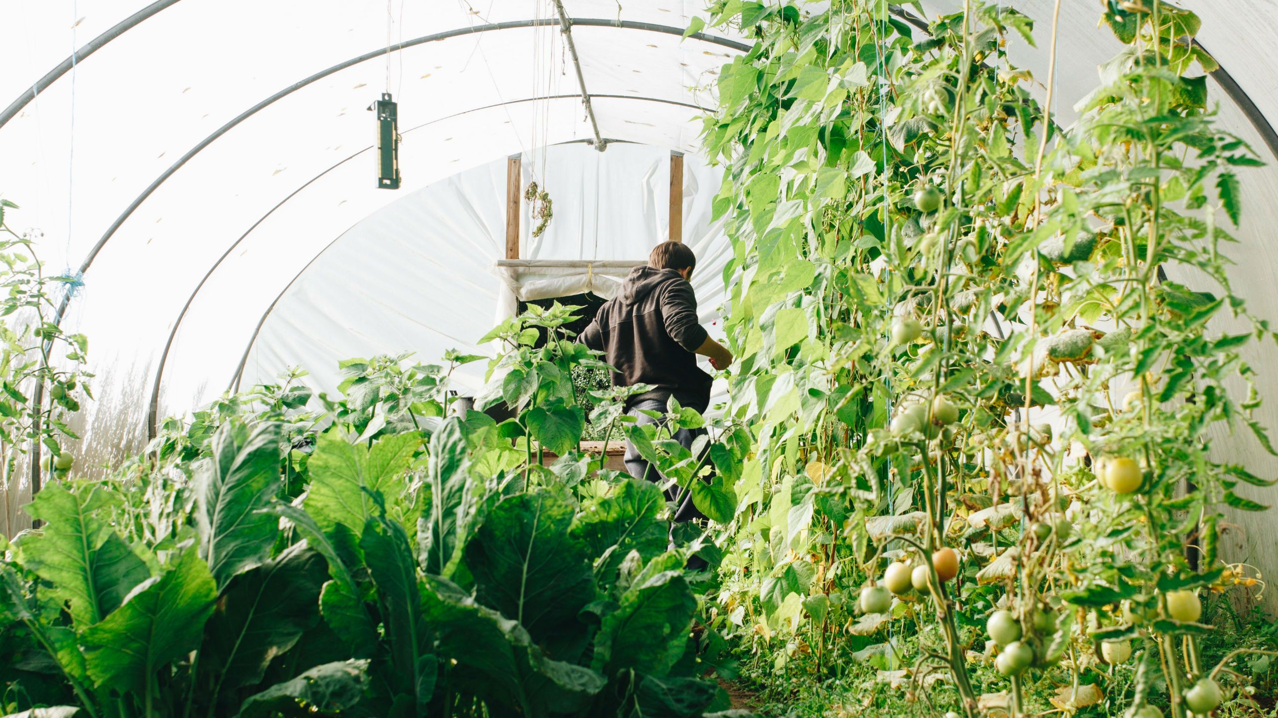 Fondo de pantalla de  2560x1440