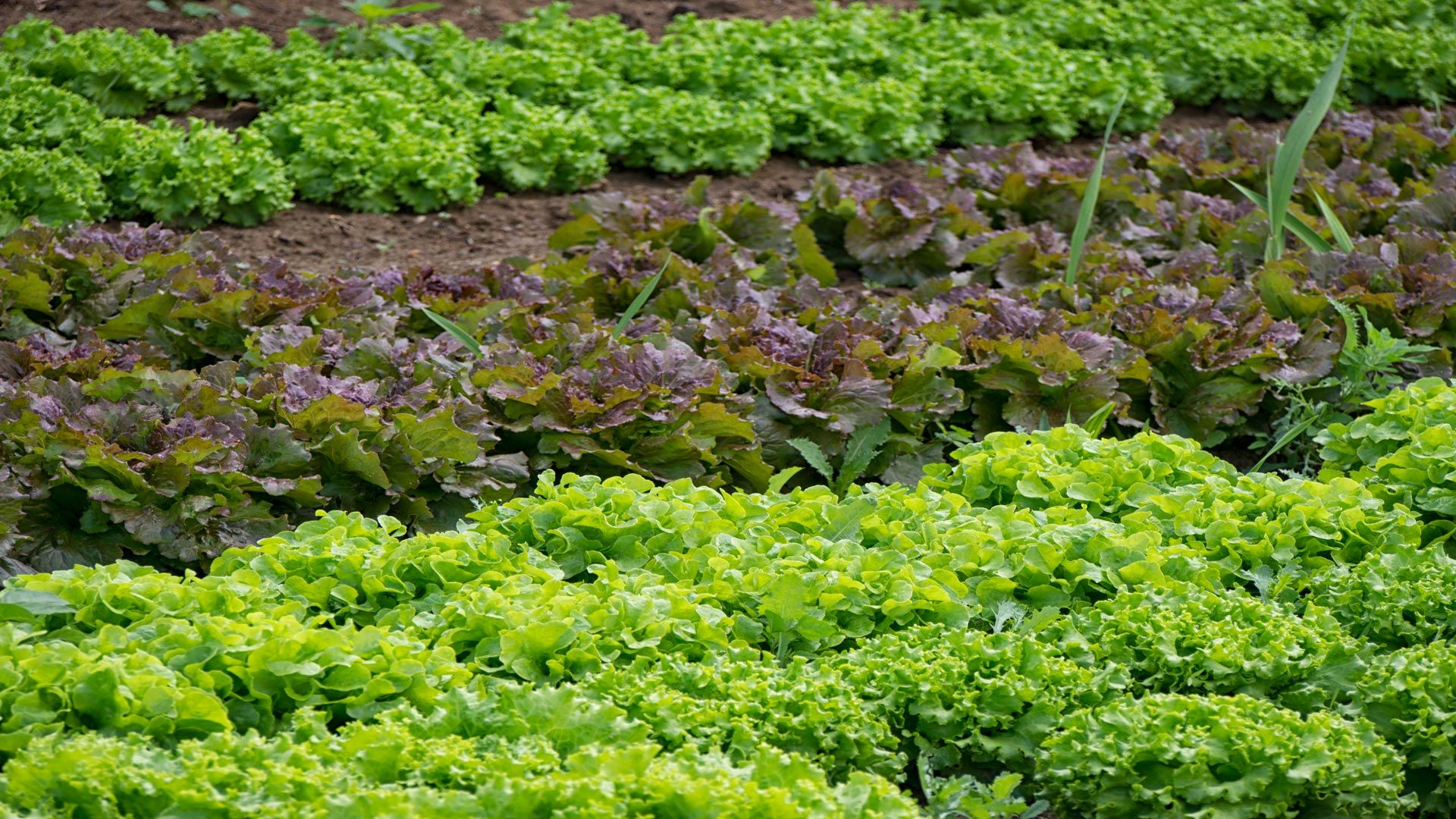 Fondo de pantalla de  1920x1080