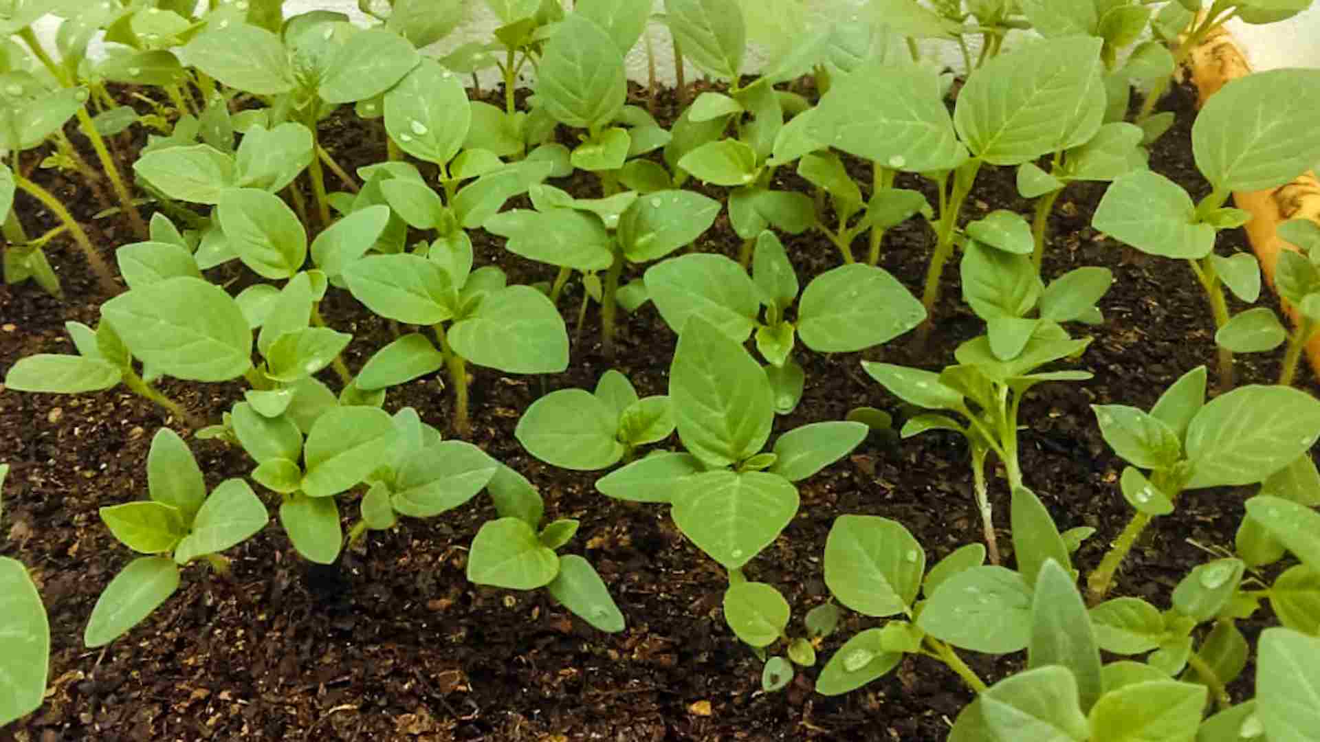 Fondo de pantalla de  1920x1080