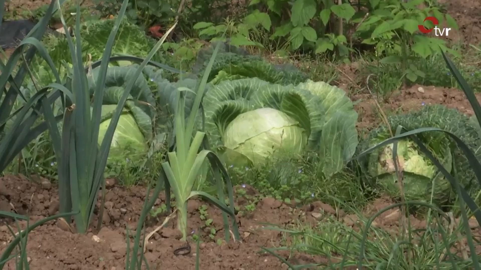 Fondo de pantalla de  1920x1080