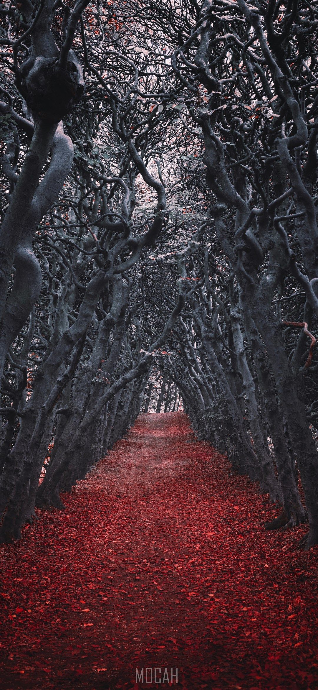 Fondo de pantalla de  1080x2340