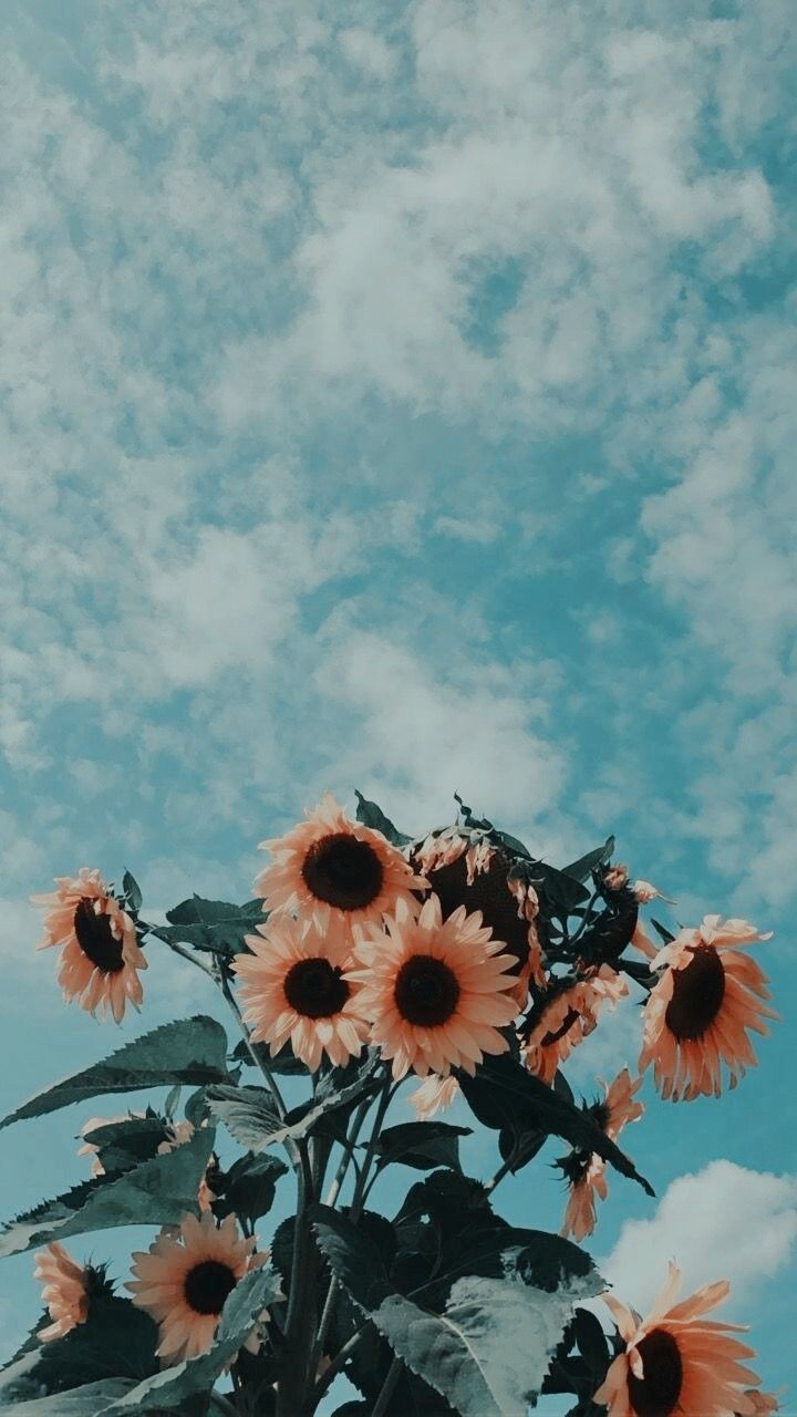 Fondo de pantalla de  720x1280