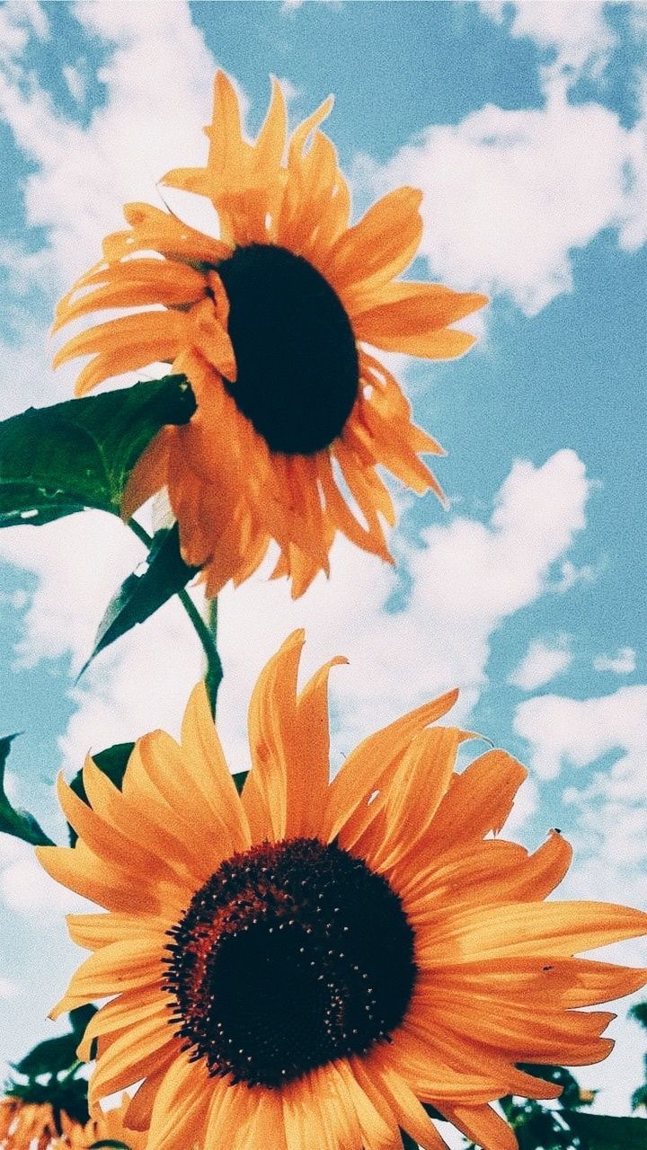 Fondo de pantalla de  720x1280