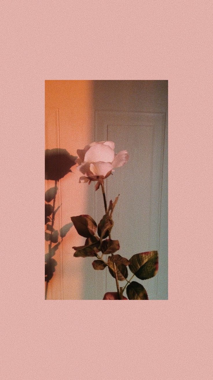 Fondo de pantalla de  736x1308