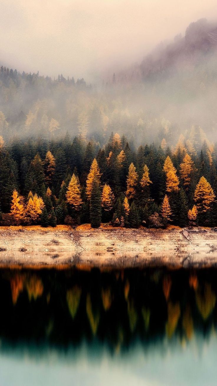 Fondo de pantalla de  736x1308