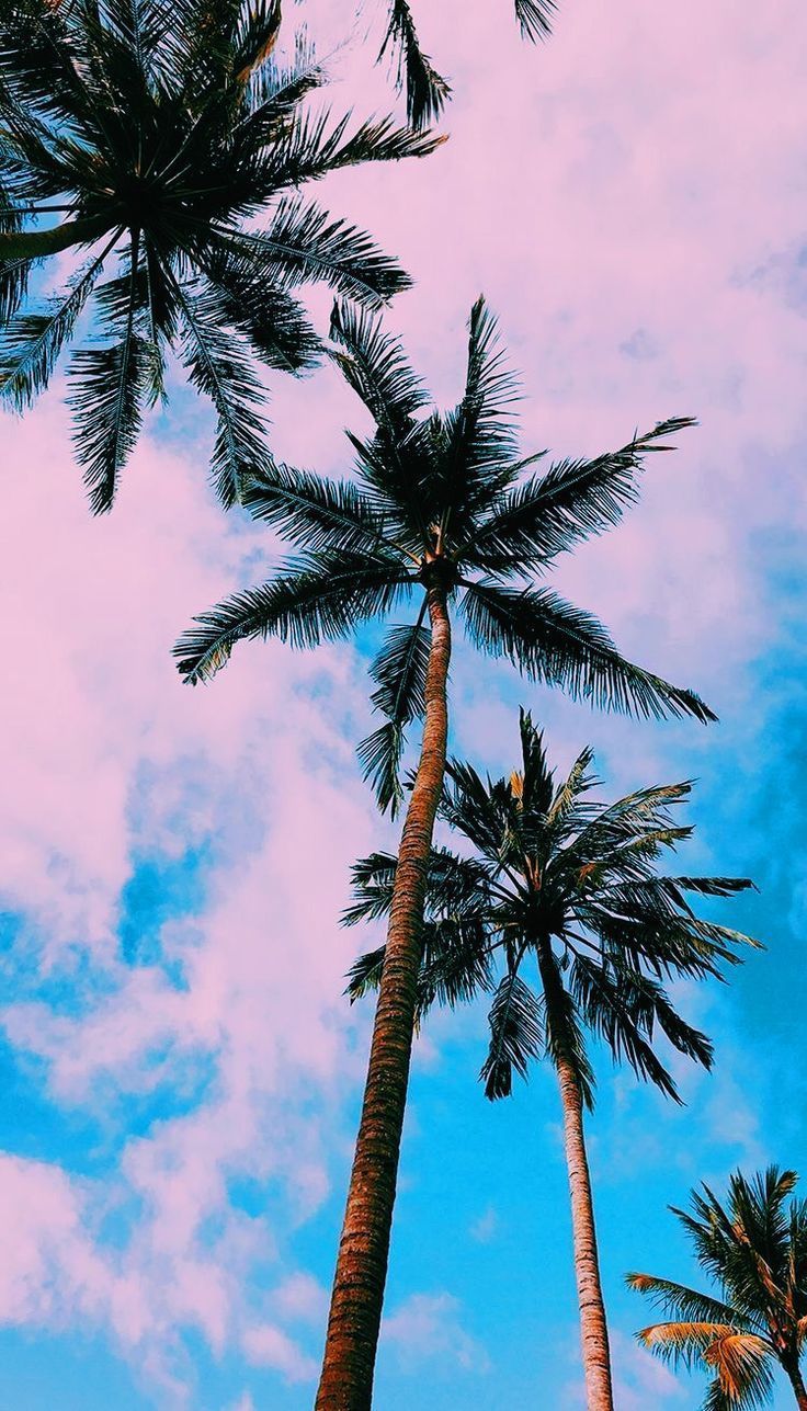 Fondo de pantalla de  736x1287