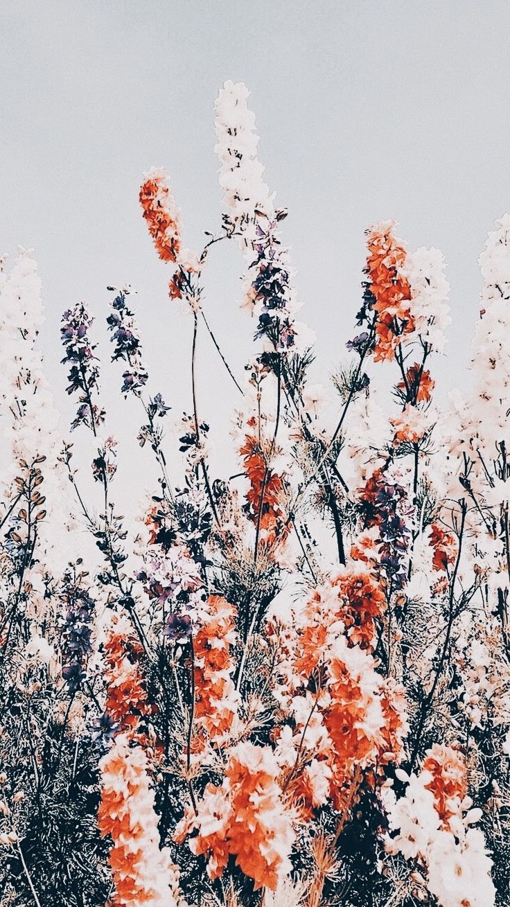 Fondo de pantalla de  736x1309