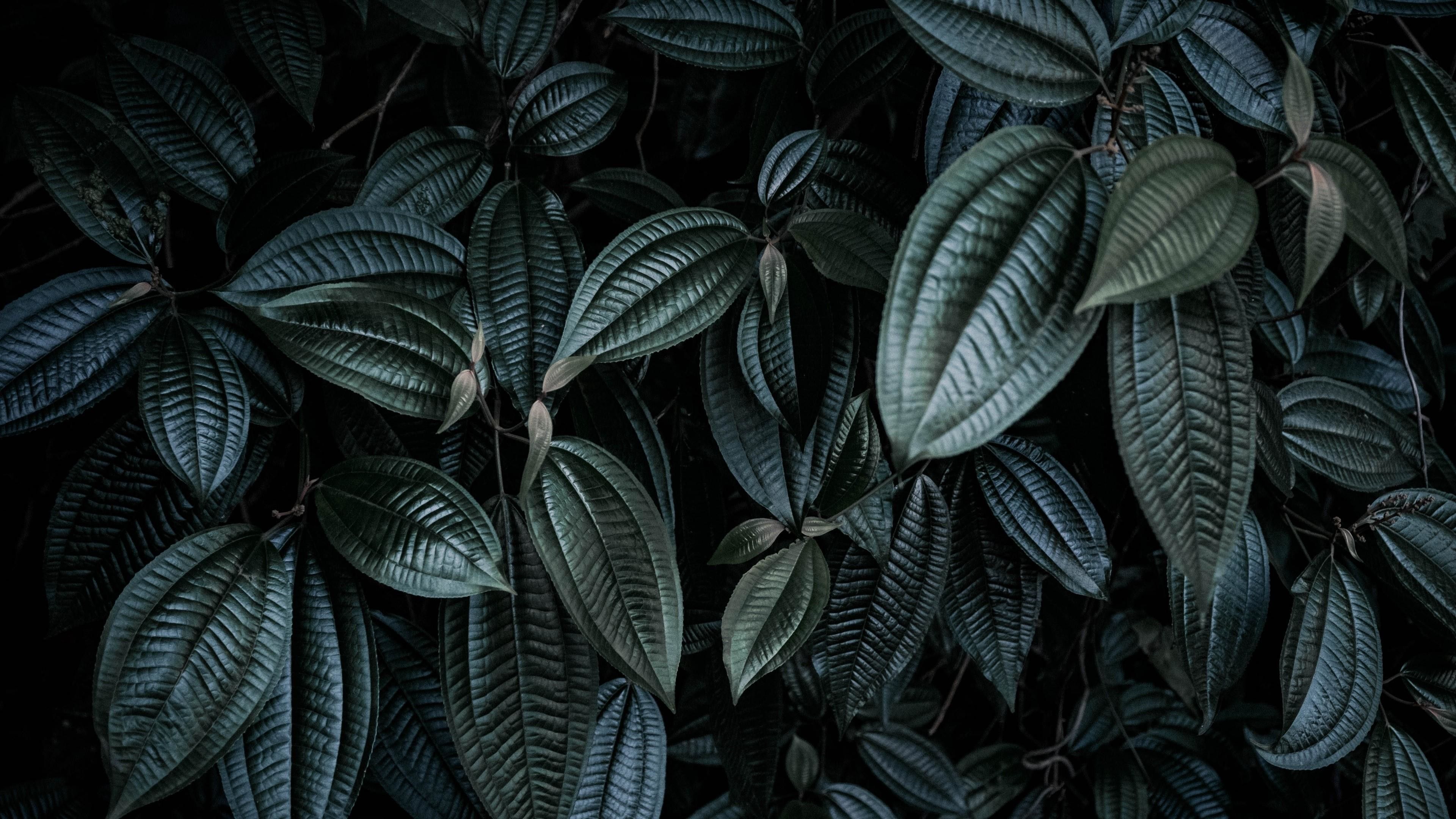 Más de 68 fondos de pantalla de Green Leaves