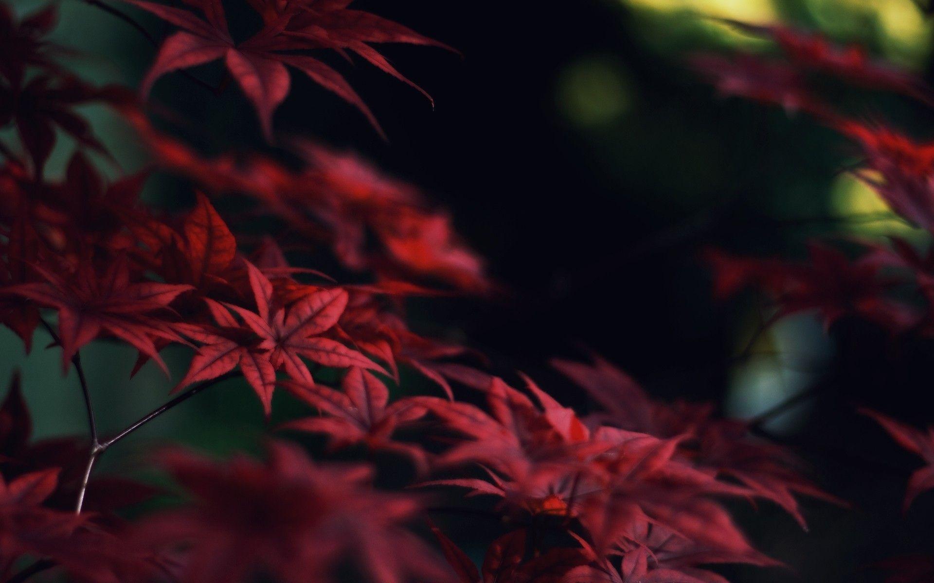 Red Leaves Wallpapers - Cueva de fondo de pantalla