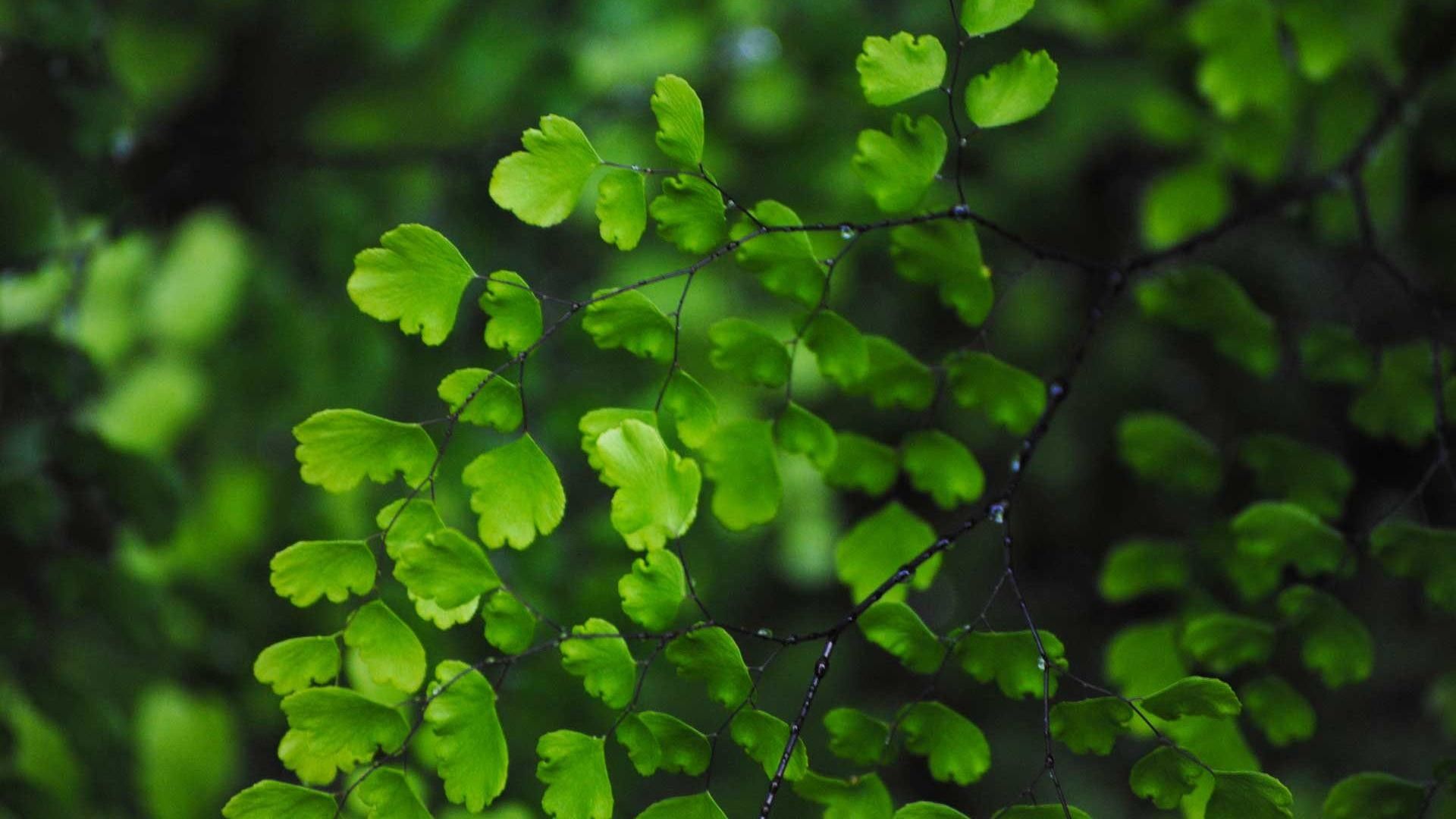 Más de 68 fondos de pantalla de Green Leaves