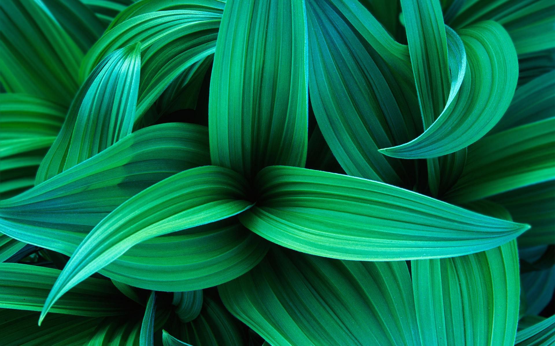 Fondos de hojas verdes