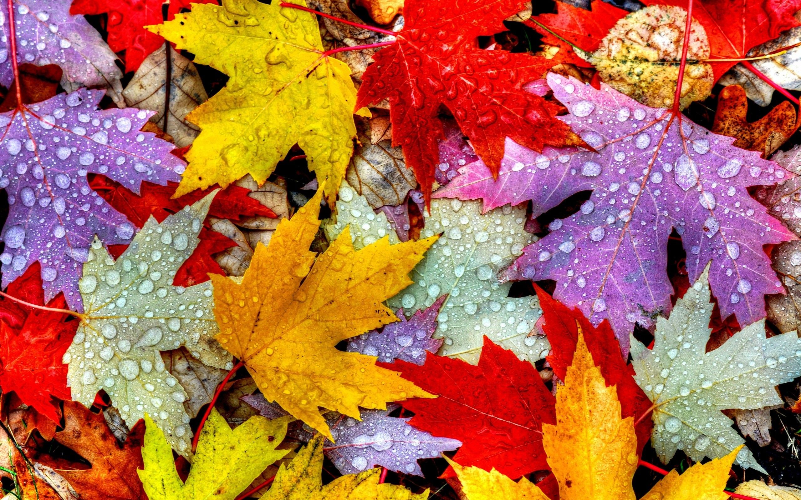 Más de 69 fondos de pantalla de Autumn Leaf
