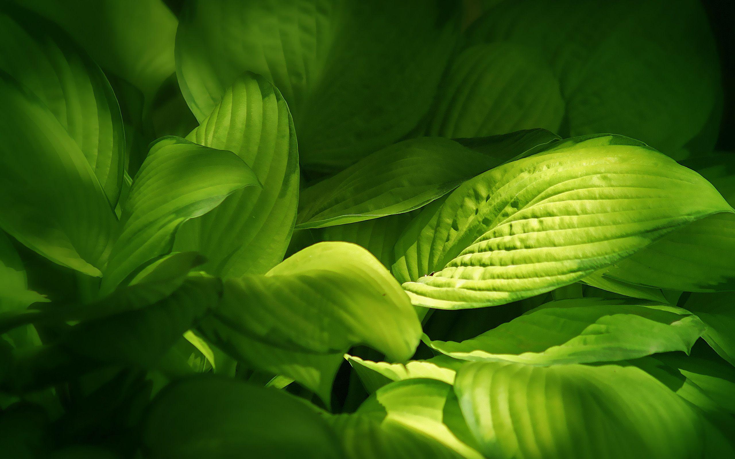 Green Leaves Wallpapers