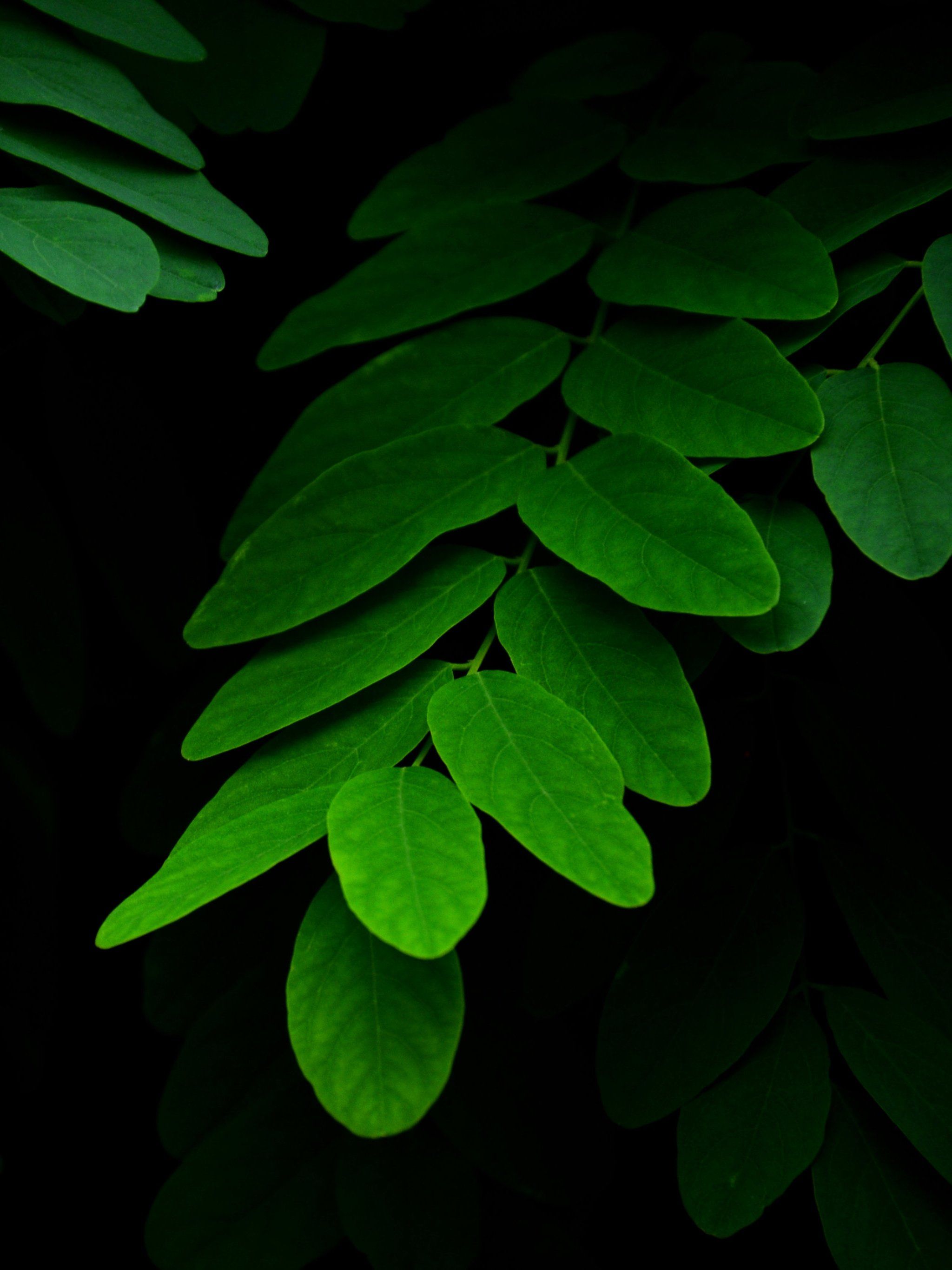 Fondo de pantalla de Hojas sobre fondo negro - iPhone, Android y escritorio