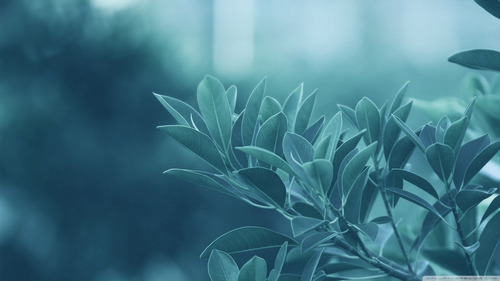 Blue Leaves ❤ Fondo de escritorio 4K HD para 4K Ultra HD TV • Tableta