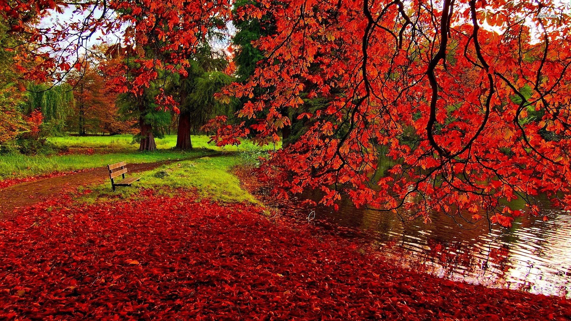 Red Leaves Wallpapers - Cueva de fondo de pantalla