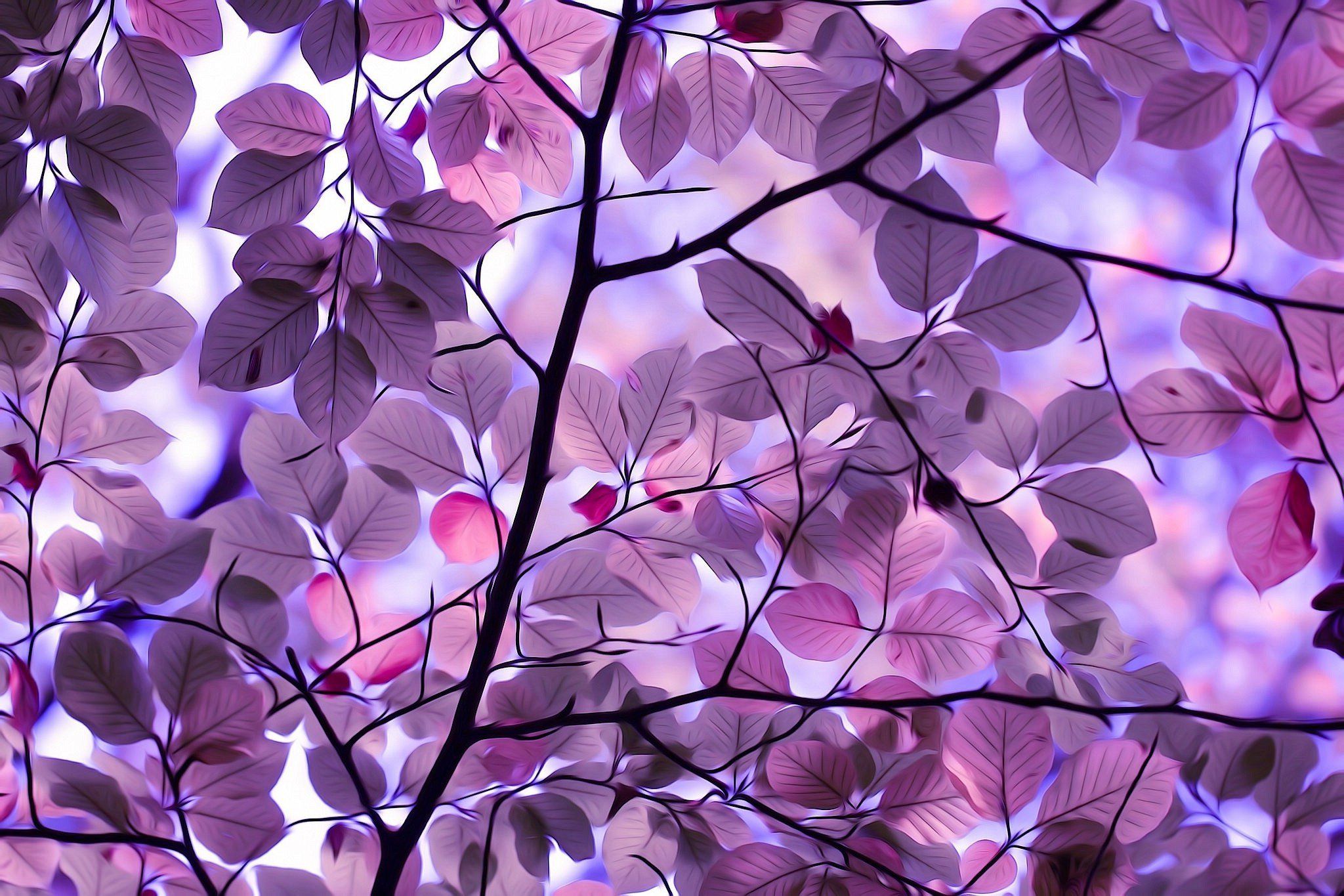 Hojas púrpuras, naturaleza HD, fondos de pantalla 4k, imágenes, fondos, fotos